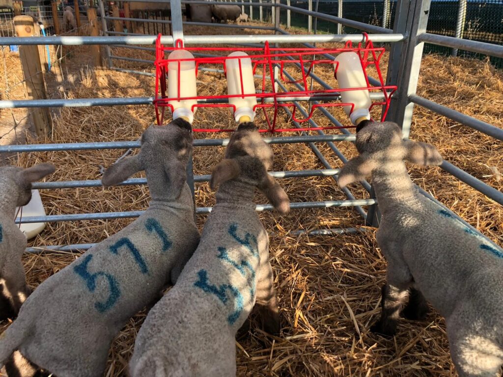 Lambs bottle-feeding in a barn, Wool, Dorset.