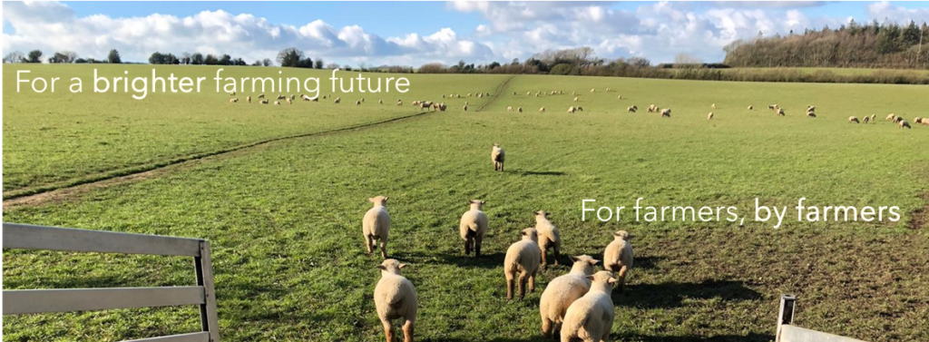 lambs being weaned, spring 2021